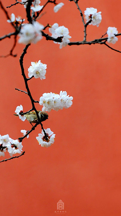 The Palace Museum released attractive apricot blossom photos (4)
