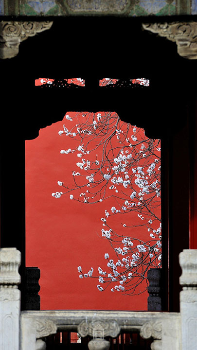 The Palace Museum released attractive apricot blossom photos (5)