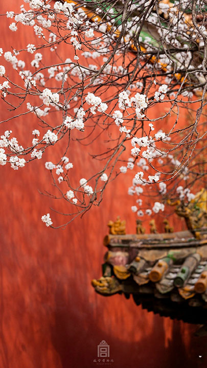 The Palace Museum released attractive apricot blossom photos (6)