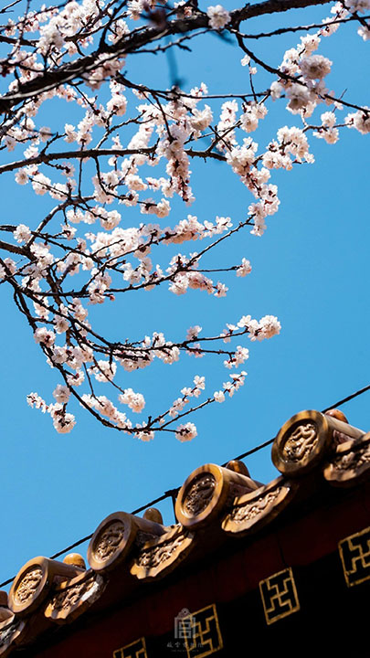 The Palace Museum released attractive apricot blossom photos (7)
