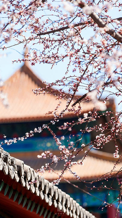 The Palace Museum released attractive apricot blossom photos (9)