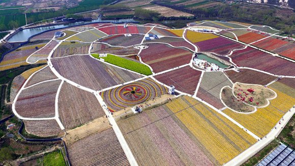 Tulip jigsaw puzzle shines in China