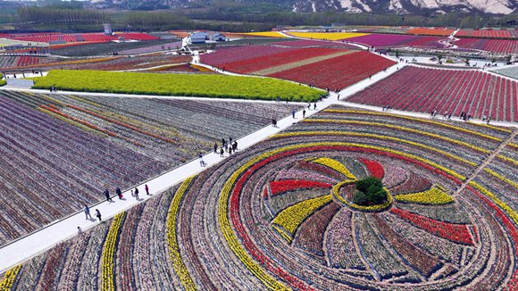 Tulip jigsaw puzzle shines in China