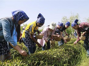 Foreign students experience Chinese tea culture in E China