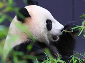 Feature: Two giant pandas make enchanting debut at Dutch zoo