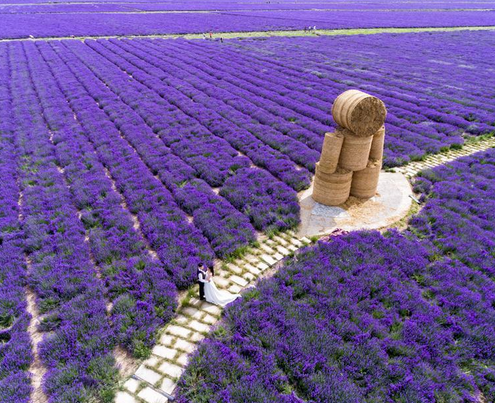 Aerial view of lavender plantation in NW China