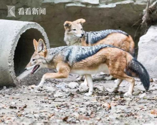 Shanghai Zoo welcomes Chinese Zodiac Culture Festival of the year of dog