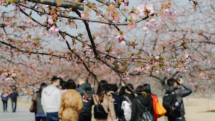 Cherry blossom path attracts citizens
