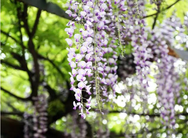 Springtime in Jiading’s ‘wisteria corridor’