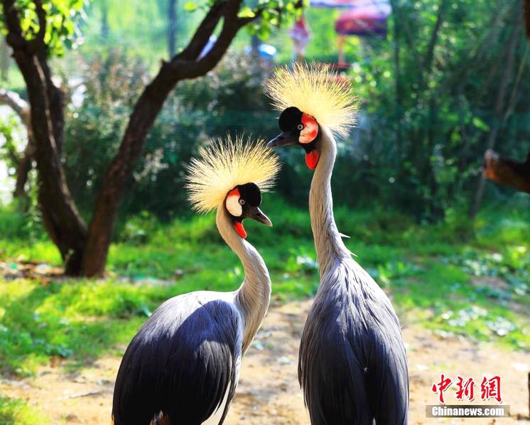 Qixi Festival in the zoo