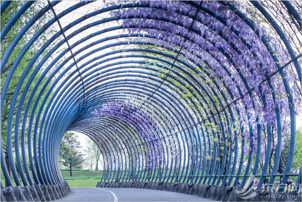 Wisteria to come into full bloom at Shanghai Chen Shan Botanical Garden