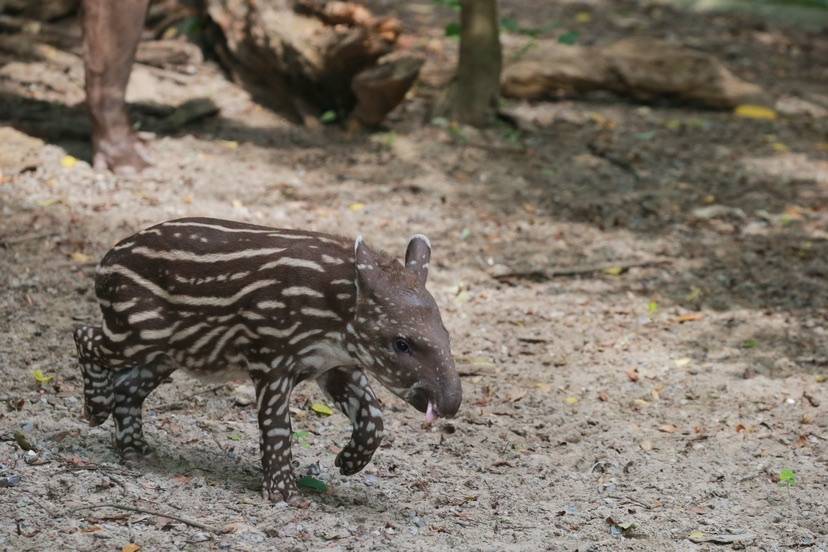 Meet the newborn South American Tapir at Shanghai Zoo 