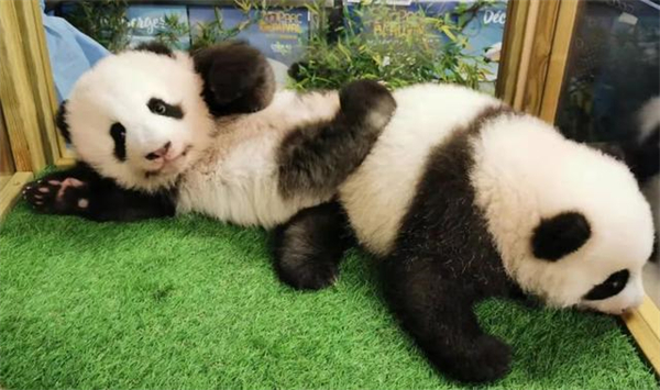 Athletes reveal names for giant panda cubs