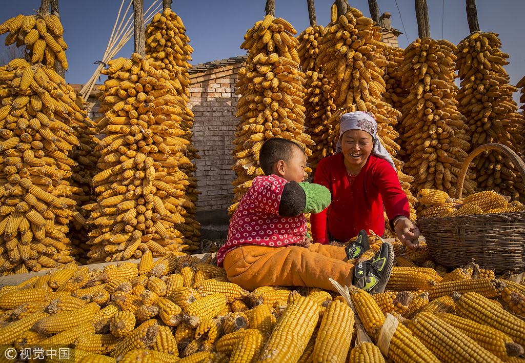 China's corn exports projection slashed due to 