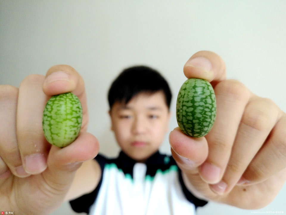 ‘Finger watermelon’: cute but expensive 
