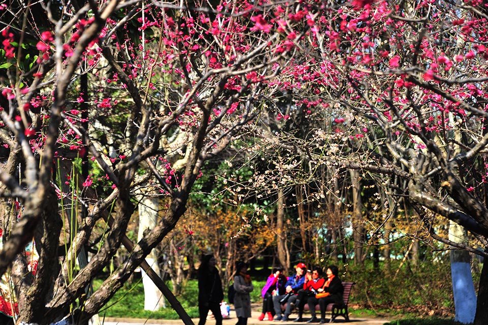 Citizens appreciate plum blossom as the city ushers in sunshine