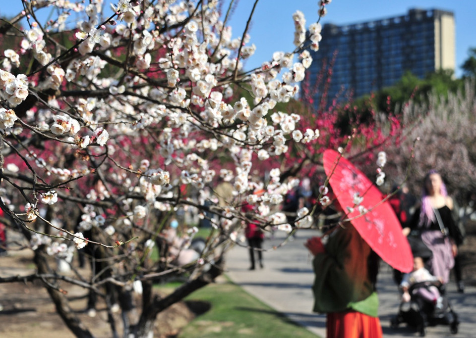Plum trees blossoming in Century Park