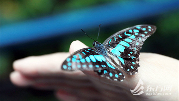 Shanghai Zoo releasing 50,000 butterflies to celebrate the National Day