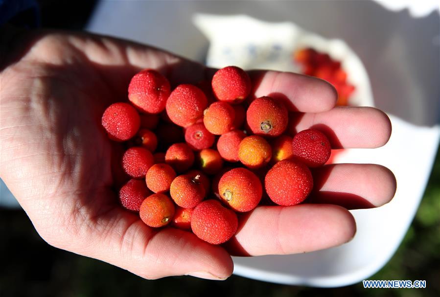 Feature: Palestinian save strawberry tree from 