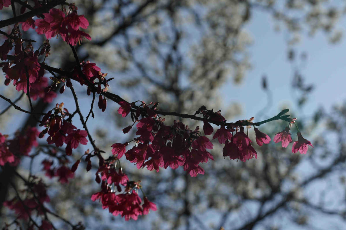 Sakura trees blossom at Wuhan University-Eastday