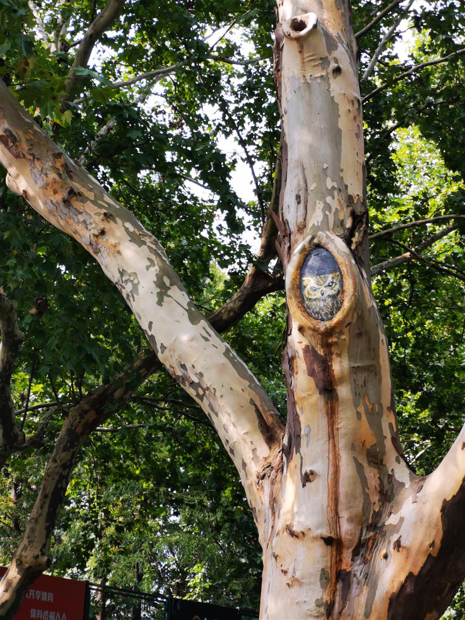 Patching Tree Hole: Fixing A Tree With A Hollow Trunk Or Hole In